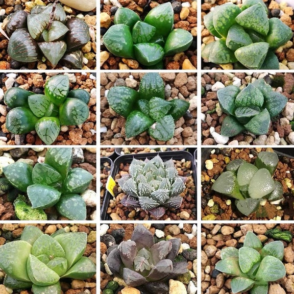 10 graines de mélange Haworthia Emeyae / Picta sp graines de mélange très rare plante rose succulente fleur plantes succulentes plantes charnues