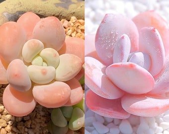 10 Semillas xPachyveria 'Elaine' X Echeveria 'pink laui' Híbrido raro Nuevos híbridos Plantas de semillas suculentas Suculentas Carnosas