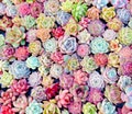 10 seeds MIX Echeveria Seeds Plant Flower succulent Succulents Meaty Plants product logo