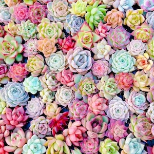 10 semillas MIX Echeveria Semillas Planta Flor suculentas Suculentas Plantas Carnosas