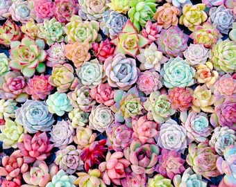 10 nasion MIX Echeveria Nasiona Roślin Kwiat Soczyste Sukulenty Rośliny Mięsiste