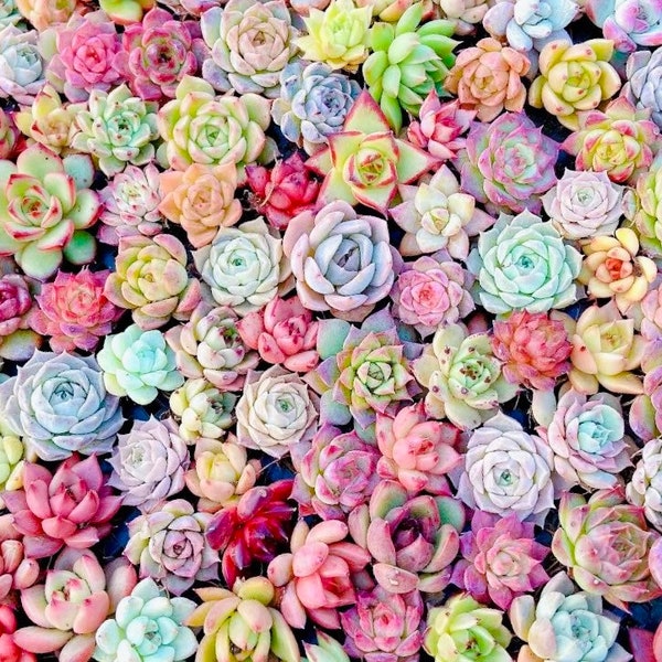 10 graines MIX Echeveria Seeds Plante Fleur Plantes succulentes Plantes succulentes Plantes charnues