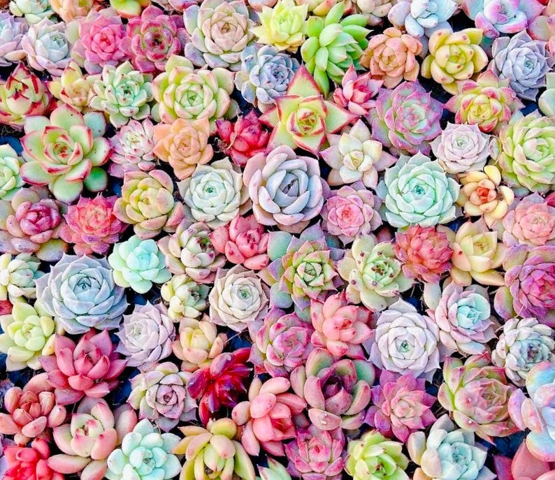 10 zaden MIX Echeveria Zaden Plant Bloem succulent Vetplanten Vlezige planten afbeelding 1