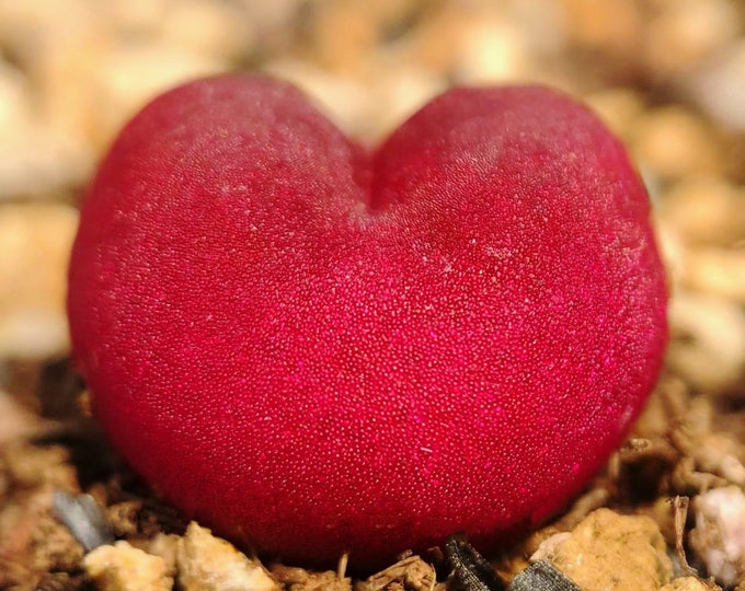 10 Seeds Red Conophytum maughanii Res Ruby Rare Succulent Seed Pink Succulents Meaty Plants Living stone
