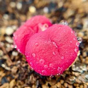May include: Close-up of a vibrant pink succulent plant, covered in tiny water droplets. The plant has a textured surface and is surrounded by a blurred background of brown and tan pebbles. The succulent appears to be in the early stages of growth.