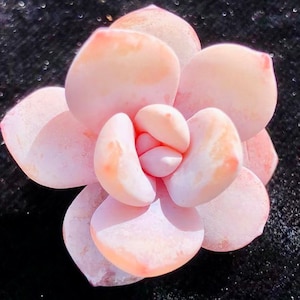 10 seeds Echeveria Pink Laui Lauii Seed Rare Succulent Bonsai Seeds Plant Flower Succulents Meaty Plants