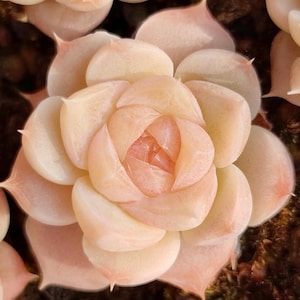 以下が含まれることがあります： 花びらのように重なった葉を持つ多肉植物のクローズアップ。植物は、より濃いピンク色の中心部を持つ、柔らかいピーチピンクのカラーパレットが特徴です。葉は尖った先端を持ち、全体的な形状は円形です。