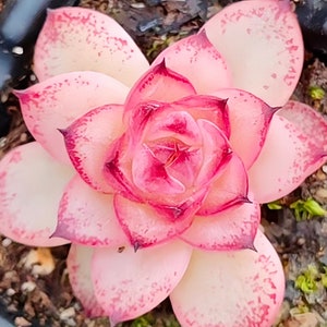 Puede incluir: Primer plano de una planta suculenta con hojas de color rosa pálido bordeadas en rojo intenso. El centro de la planta es de un rosa vibrante y profundo. Las hojas tienen un patrón moteado y la planta está en una maceta oscura.