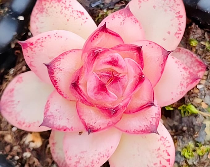 10 Seeds Echeveria 'Blood Rose' New White Amethyst hybrid Rare Succulent Seed Pink Succulents Meaty Plants seeds