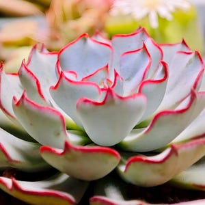 May include: Close-up of a succulent plant with thick, pale green leaves edged in bright red. The plant's leaves form a rosette shape, with the red edges adding a striking contrast. The background is blurred, highlighting the plant's intricate details.