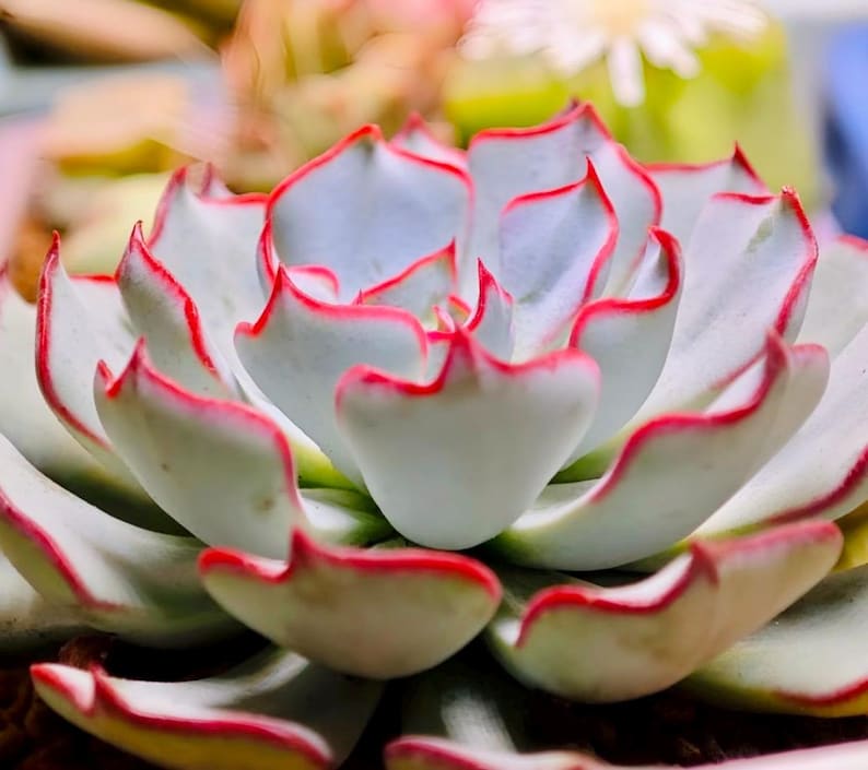 May include: Close-up of a succulent plant with thick, pale green leaves edged in bright red. The plant's leaves form a rosette shape, with the red edges adding a striking contrast. The background is blurred, highlighting the plant's intricate details.