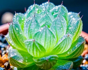 Hawortia Cooperi MIX Samen, Transparente Sukkulente