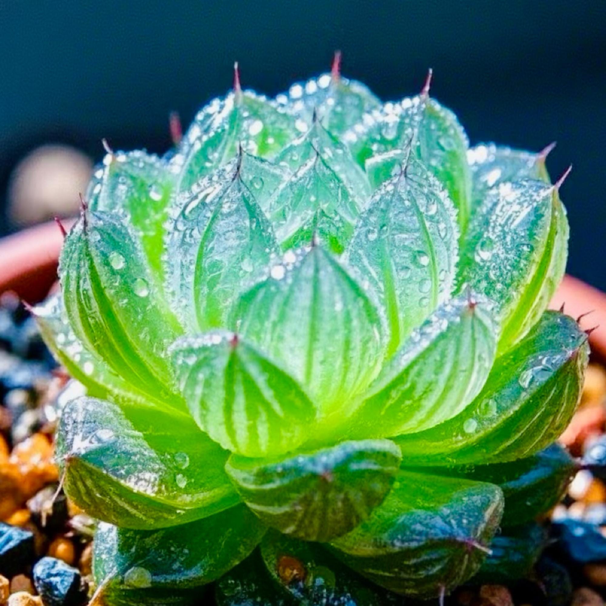 Haworthia pumila - coltiva la tua pianta succulente da interno