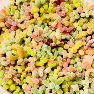 May include: Close-up of a collection of colorful succulents. The plants display a variety of shapes and textures, with colors ranging from green and yellow to pink and orange. The arrangement is dense and visually appealing, showcasing the natural beauty of the succulents.