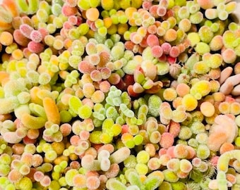 Semillas de Drosanthemum sp MIX Semillas suculentas Suculentas