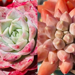 Puede incluir: Primer plano de dos suculentas. La suculenta izquierda tiene hojas de color verde pálido con bordes y manchas rojas. La suculenta derecha tiene hojas de color melocotón. Ambas plantas tienen un patrón en espiral.