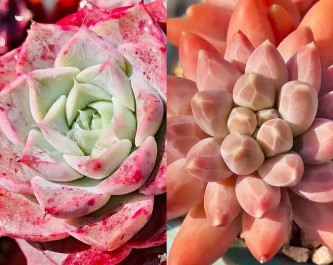 10 Seeds Echeveria hyaliana X Pachyphytum compactum Rose ‘Chiseled Stones’ New hybrid Rare Succulent Seed Pink Succulents Meaty Plants seeds