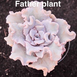 Può includere: Primo piano di una pianta succulenta con foglie arricciate, rosa pallido e verdi. La pianta è in un vaso scuro, con il testo "Father plant" nella parte superiore dell'immagine.