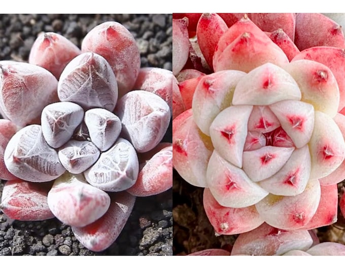 10 Seeds Echeveria Tolimanensis X ‘alba beauty’ Rare Hybrid Succulent Seed Pink Purple Plant Flower Succulents Meaty Plants