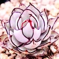 10 Seeds Echeveria Strictiflora V. Nova Seed Rare Succulent Pink Purple Mountain Rose Bonsai Seeds Plant Flower Succulents Meaty Plants