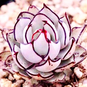 10 Samen Echeveria strictiflora V. Nova Seed Seltene saftige rosa lila Bergrose Bonsai-Samen Pflanze Blume Sukkulenten fleischige Pflanzen Bild 1