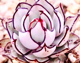 10 Seeds Echeveria Strictiflora V. Nova Seed Rare Succulent Pink Purple Mountain Rose Bonsai Seeds Plant Flower Succulents Meaty Plants