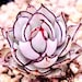 see more listings in the Incroyable Echeveria section