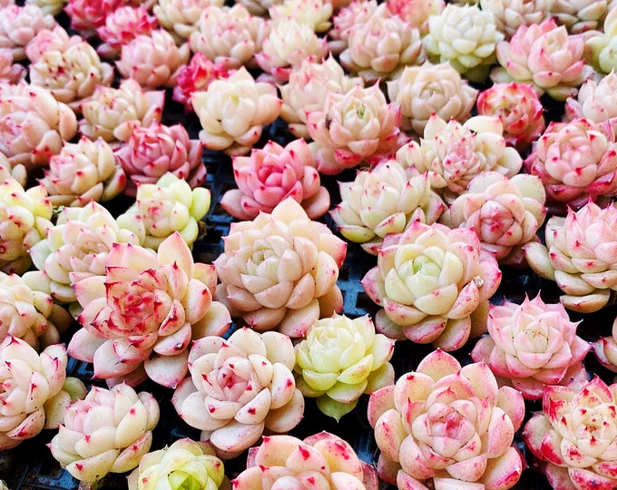 10 Seeds MIX Echeveria 'Malgan' wheat straw sp New hybrid rare Succulent Seed Plant Flower Succulents Meaty Plants