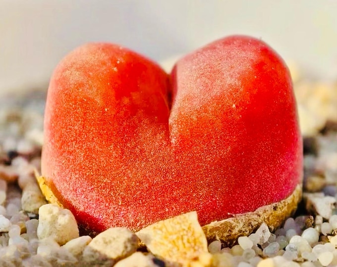 10 Seeds maughanii ssp armeniacum Maerpoort red plums（1430.5）Rare Succulent Seed Pink Succulents Meaty Plants Living stone
