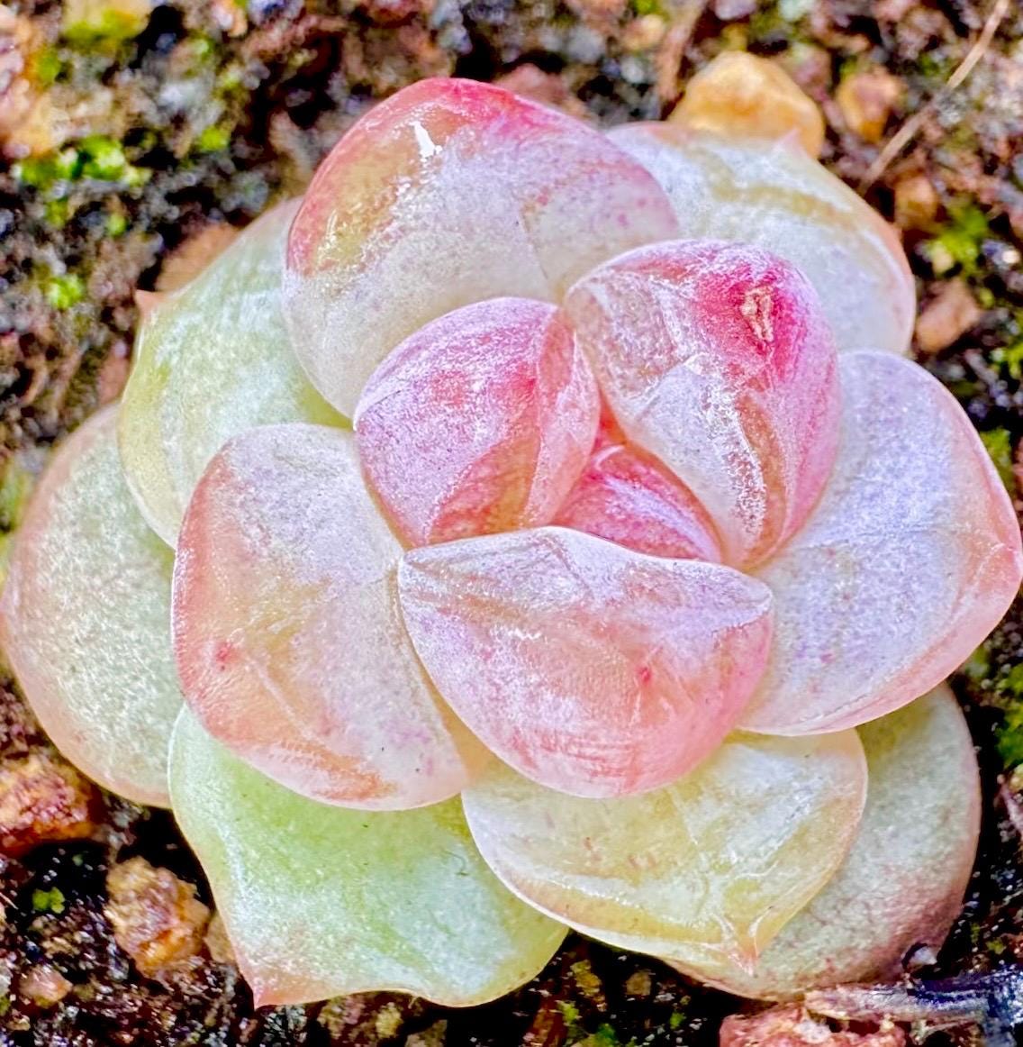 エケベリア 'アーモンド' 多肉植物ハイブリッド種子 ピンクロゼット