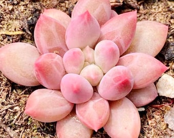 10 Seeds Echeveria Romeo rubin X Pachyphytum ‘Baby Finger’ New hybrid Rare Succulent Seed Succulents Meaty Plants