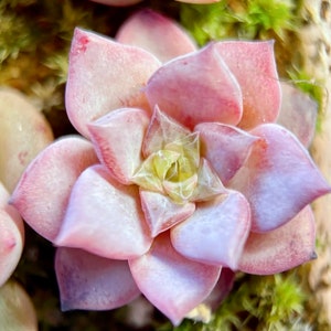 10 Seeds Echeveria Sugar Lo NEW hybrid Rare Succulent Seed Pink Succulents Meaty Plants seeds image 3