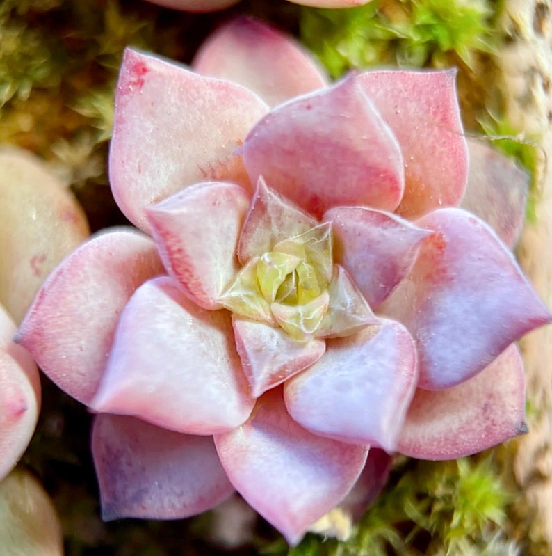 10 Seeds Echeveria Sugar Lo NEW hybrid Rare Succulent Seed Pink Succulents Meaty Plants seeds image 3