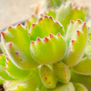 Puede incluir: Primer plano de una planta suculenta Pata de Oso. La planta presenta hojas verdes brillantes y difusas con puntas rojas distintivas. Las hojas son gruesas y redondeadas, parecidas a las patas de un oso. Una suculenta vibrante.