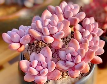 10 Semi xPachyveria 'Elaine' X Echeveria Monroe Ibrido raro Nuovi ibridi Piante succulente Piante grasse Carnose