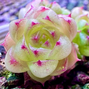 Puede incluir: Primer plano de una planta suculenta con hojas translúcidas y superpuestas. Las hojas transitan del verde pálido al rosa en los bordes, con pequeñas manchas magenta vibrantes. El centro de la planta es de un verde lima brillante.