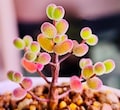 10 Seeds Drosanthemum globosum Very Rare Succulent Seed Pink Succulents Meaty Plants
