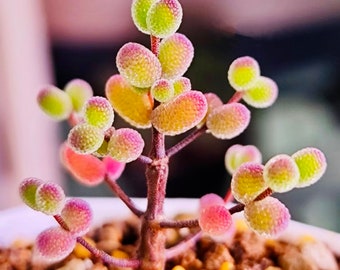 10 graines de Drosanthemum globosum graines succulentes très rares plantes succulentes roses plantes charnues
