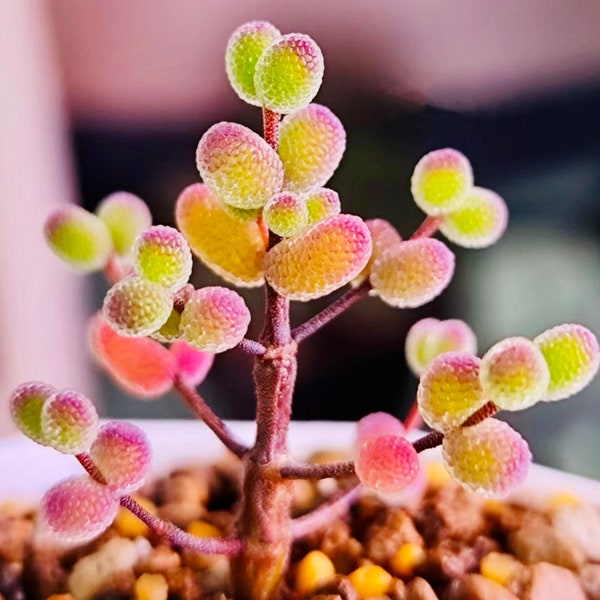 10 nasion Drosanthemum globosum Bardzo rzadkie nasiona sukulentów Różowe sukulenty Rośliny mięsne