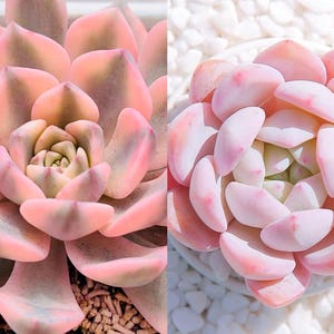 10 seeds echeveria Pretty in Pink VARIEGATED X orange Monroe New Hybrid Hybrids Seed Rare Succulent Succulents Meaty Plants
