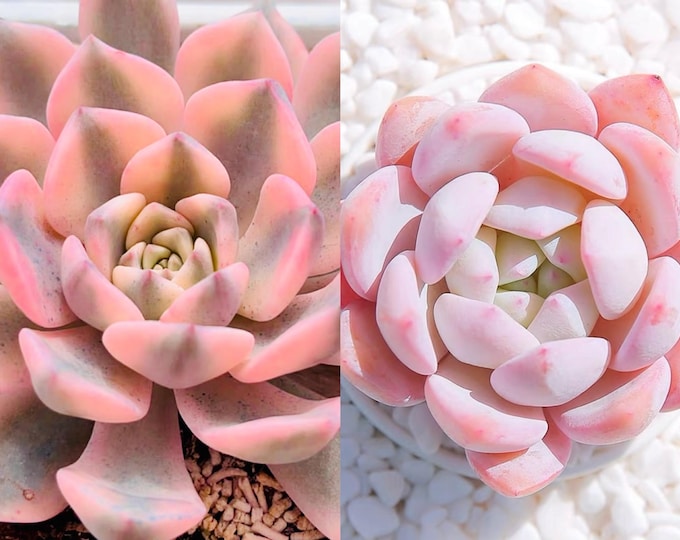10 seeds echeveria Pretty in Pink VARIEGATED X orange Monroe New Hybrid Hybrids Seed Rare Succulent Succulents Meaty Plants