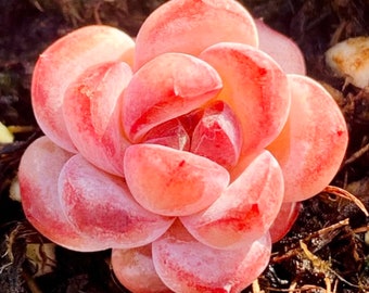 10 Semillas Echeveria 'Star Snow' NUEVO híbrido Semillas suculentas raras Suculentas rosadas Semillas de plantas carnosas