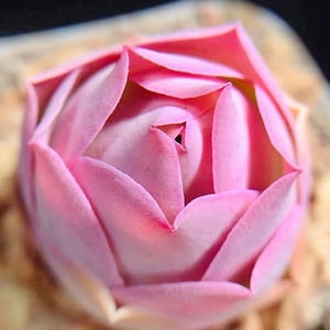 10 Seeds Greenovia Aurea sp La Palma Seeds: Rare Pink Mountain Rose Succulent