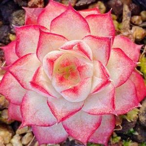 10 Seeds Echeveria Alba X Rubin Rare Hybrid Succulent Seed Pink Purple Mountain Rose Bonsai Plant Flower Succulents Meaty Plants