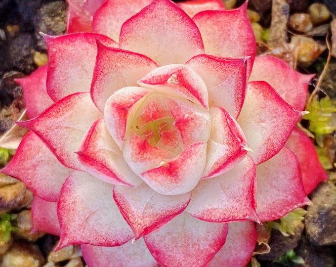 10 Seeds Echeveria Alba X Rubin Rare Hybrid Succulent Seed Pink Purple Mountain Rose Bonsai Plant Flower Succulents Meaty Plants