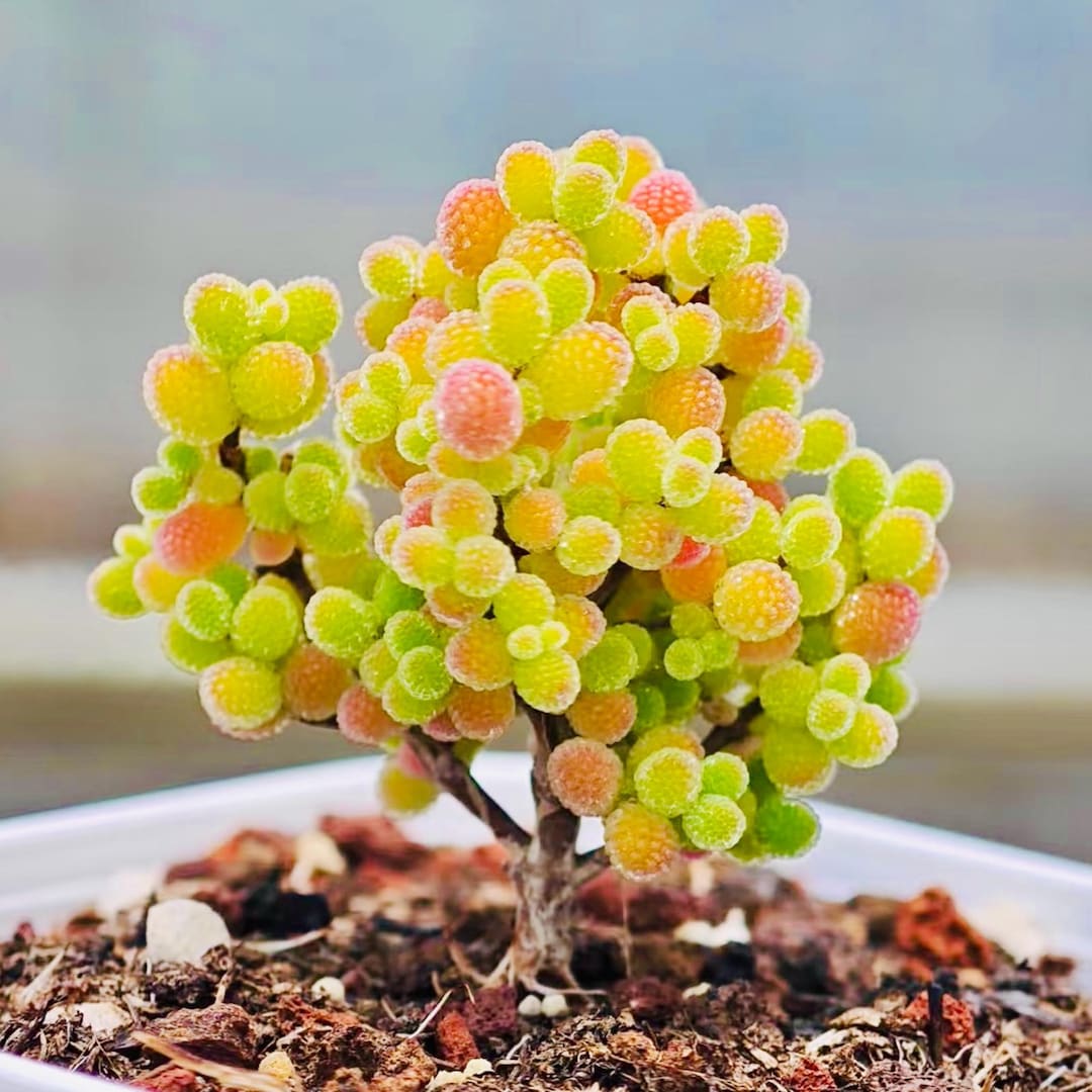 gummibaum kaufen 200 cm Gummibaum 'Robusta' XXL-Gre kaufen