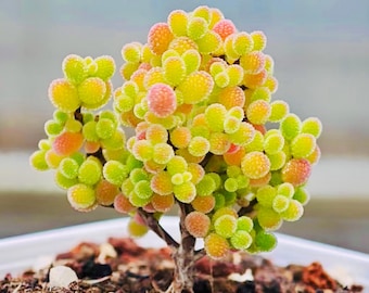 Semillas de Drosanthemum globosum (10 semillas) / Planta de hielo suculenta / Mesemb de rápido crecimiento