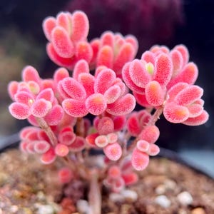 Peut inclure: Gros plan d'une plante succulente rose vif. La plante présente de petites feuilles arrondies avec une surface texturée, disposées en grappes. Les feuilles ont un dégradé de teintes roses, avec certaines zones montrant une couleur plus claire, presque pêche. La plante est dans un petit pot.