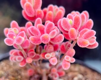 Drosanthemum sp 1491.16 SB1410, Succulent Pink reddish Succulents mesemb, 10 Seeds