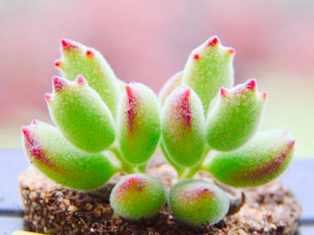 M✧succulent ·͜· ︎︎ᕷ Amazon.com: MyGift Artificial Succulent Centerpiece,15.75